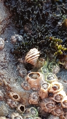Littorina saxatilis