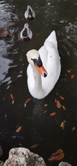Cygnus olor