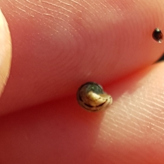 Littorina saxatilis