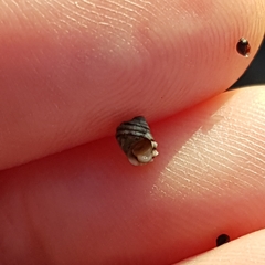 Littorina saxatilis