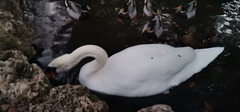 Cygnus olor