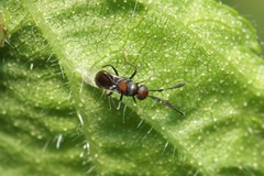 Cryptanusia comperei