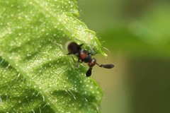 Cryptanusia comperei