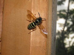 Dolichovespula adulterina