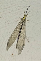 Banyutus lethalis