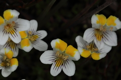 Euphrasia wettsteiniana