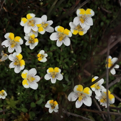 Euphrasia wettsteiniana