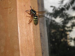 Dolichovespula adulterina