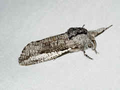 Endoxyla secta