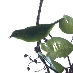 Chloropsis cyanopogon