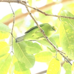 Chloropsis cyanopogon