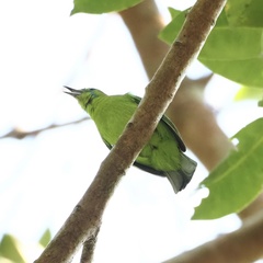 Chloropsis cyanopogon