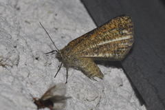 Isturgia limbaria