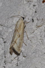 Agriphila brioniellus