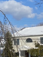 Columba livia domestica