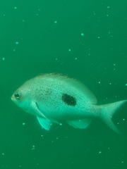 Caesioperca lepidoptera