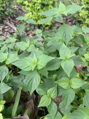Dicliptera chinensis