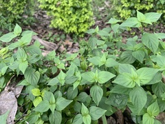 Dicliptera chinensis
