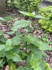 Dicliptera chinensis