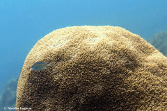 Physogyra lichtensteini