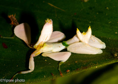 Hymenopus coronatus
