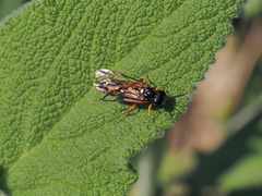 Macrophya diversipes