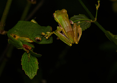 Rhacophorus lateralis