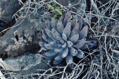 Echeveria unguiculata