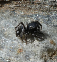 Attulus atricapillus