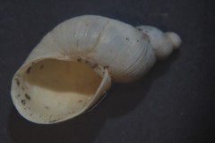 Succinella oblonga