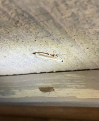 Orocrambus apicellus