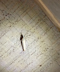 Orocrambus apicellus