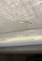 Orocrambus apicellus