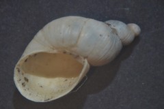 Succinella oblonga