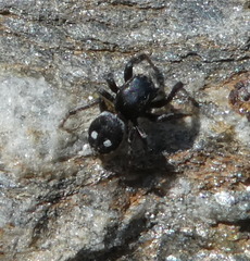Attulus atricapillus