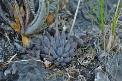 Echeveria unguiculata
