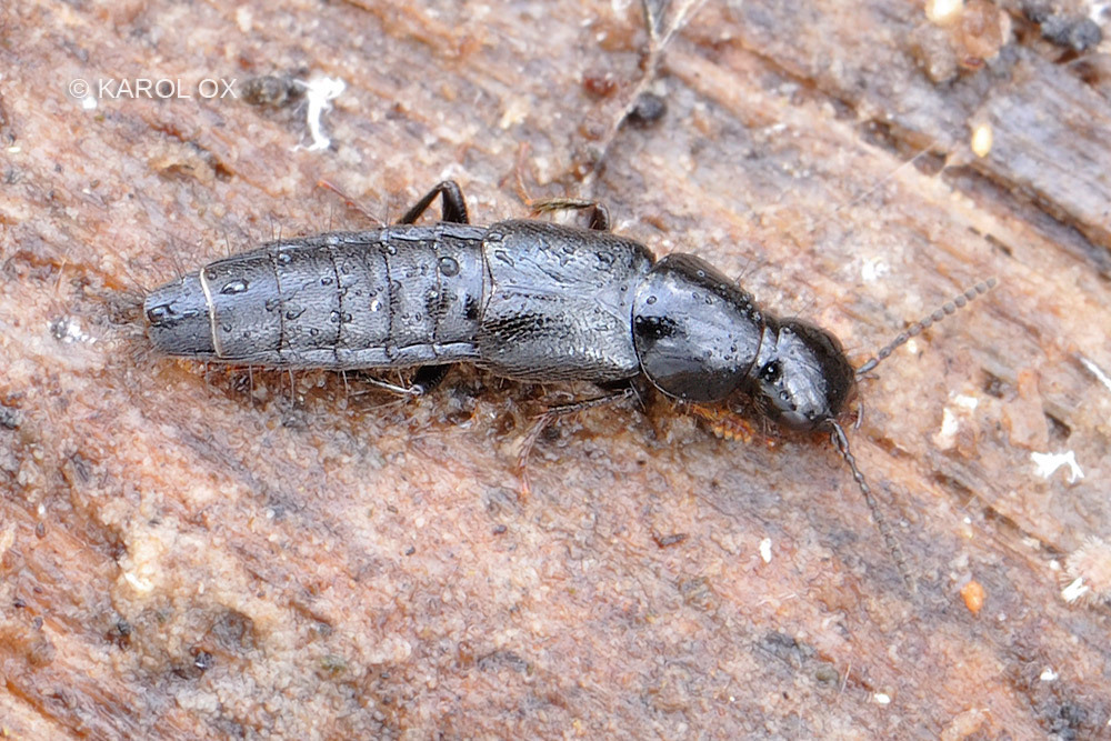 Quedius maurus