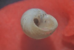Succinella oblonga