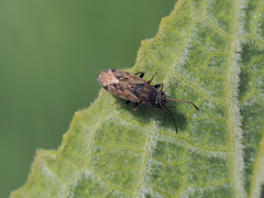 Peritrechus gracilicornis