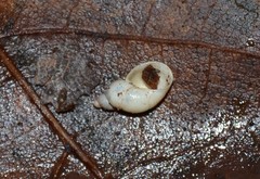 Succinella oblonga
