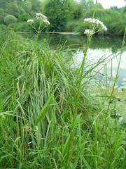 Valeriana officinalis officinalis
