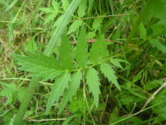 Valeriana officinalis officinalis