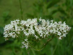 Valeriana officinalis officinalis
