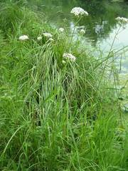 Valeriana officinalis officinalis