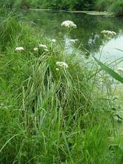 Valeriana officinalis officinalis
