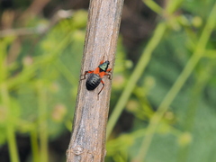 Prostemma aeneicolle