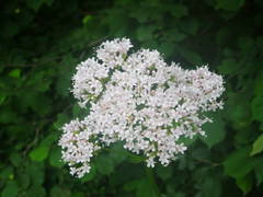 Valeriana officinalis sambucifolia