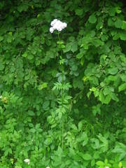 Valeriana officinalis sambucifolia
