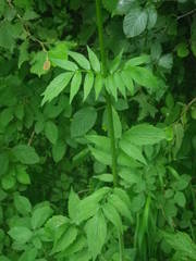 Valeriana officinalis sambucifolia