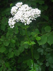 Valeriana officinalis sambucifolia